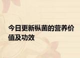 今日更新枞菌的营养价值及功效