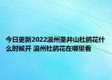 今日更新2022温州圣井山杜鹃花什么时候开 温州杜鹃花在哪里看
