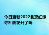 今日更新2022北京红螺寺杜鹃花开了吗