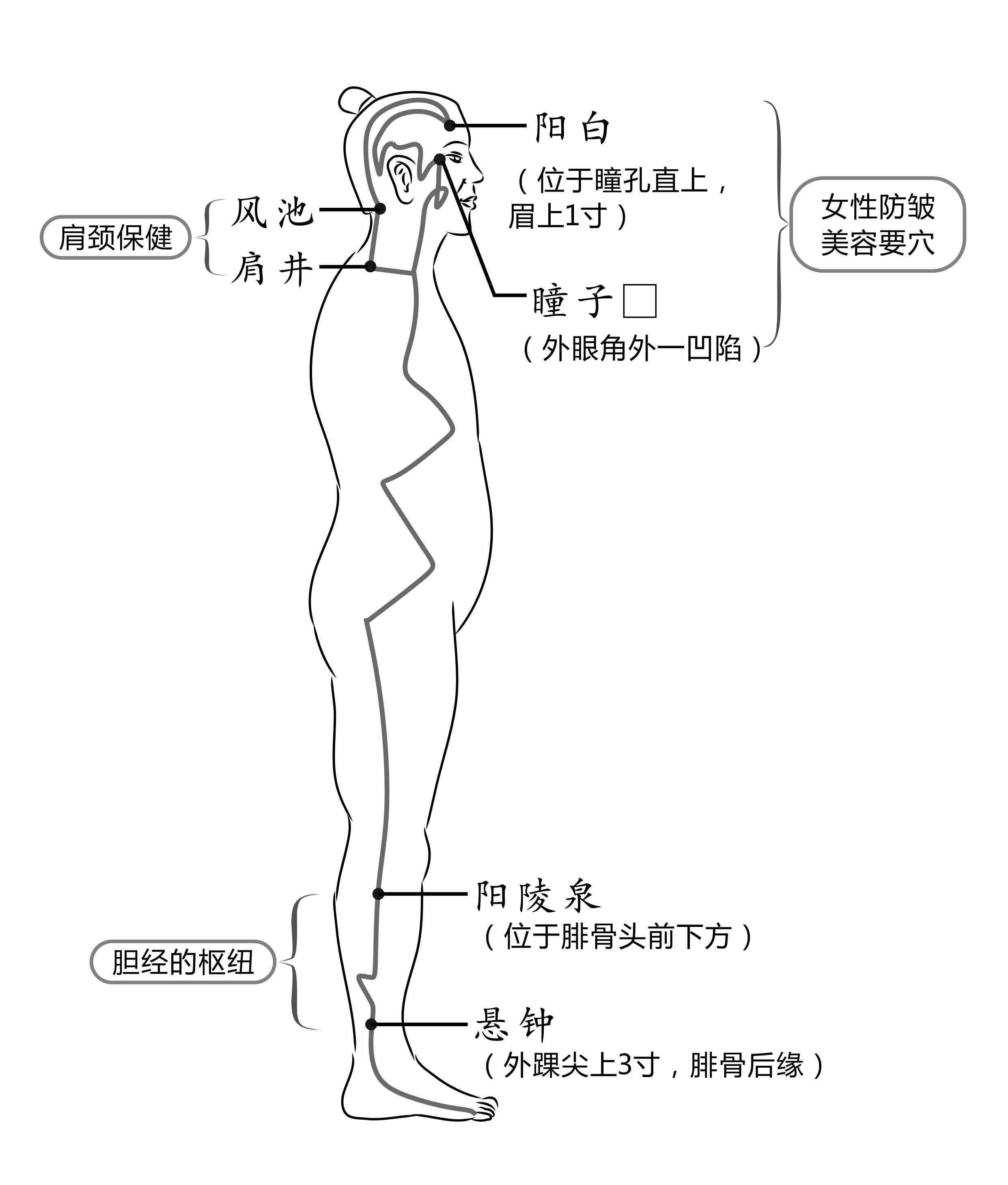 排毒养肝，养生第十一条经脉：足少阳胆经