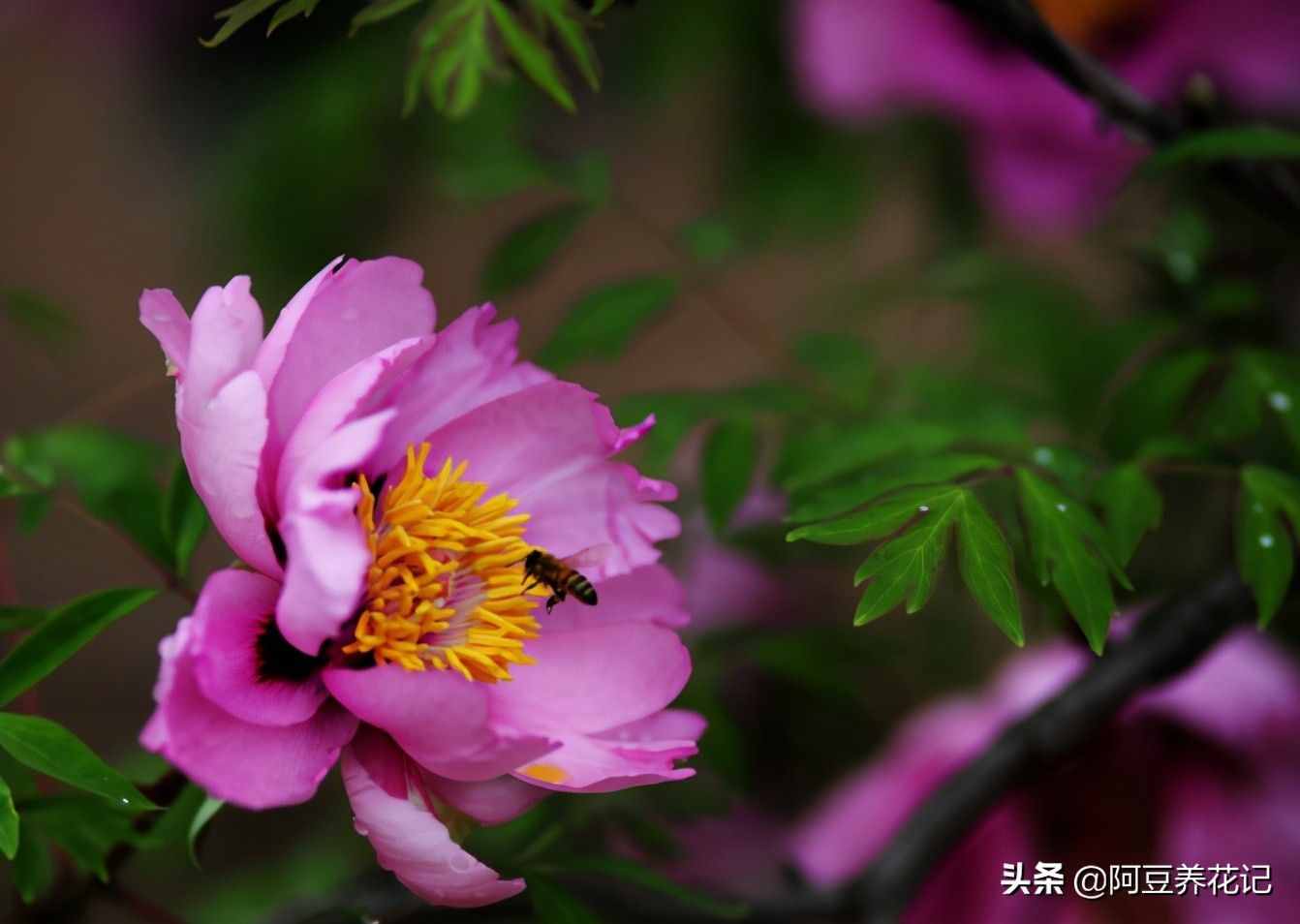 世间最美的“3种”花，各自独领风骚，来瞧瞧你中意哪一种