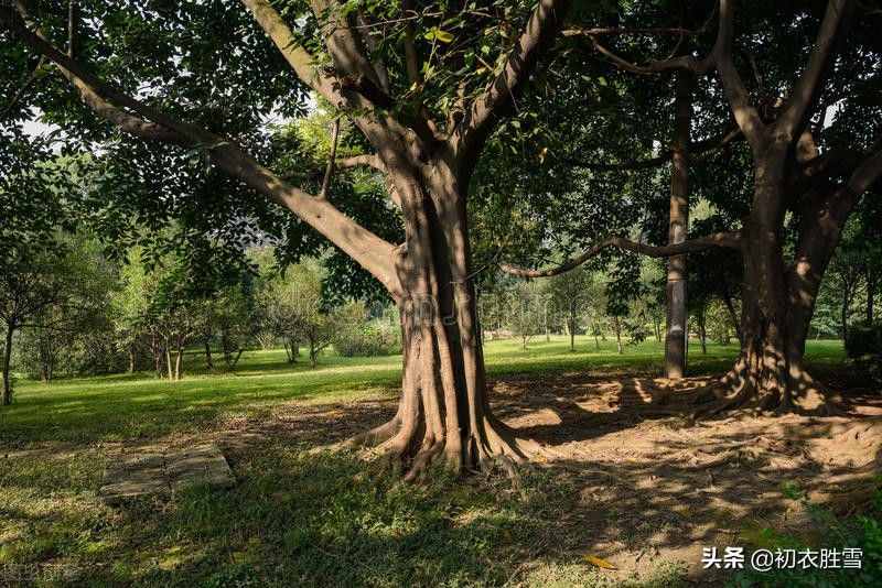 初夏绿阴诗词五首，日晚无来客，闲船系绿阴