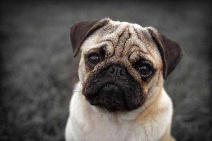 想要养狗,不如考虑下巴哥犬,好养又不贵