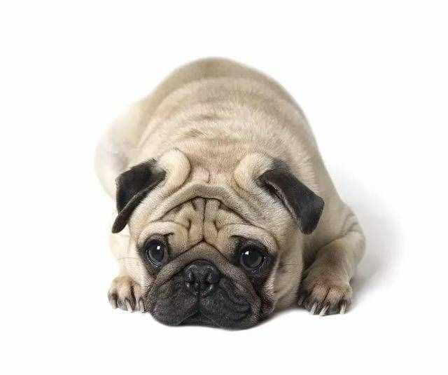 想要养狗,不如考虑下巴哥犬,好养又不贵