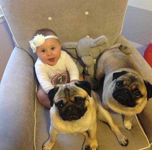 想要养狗,不如考虑下巴哥犬,好养又不贵
