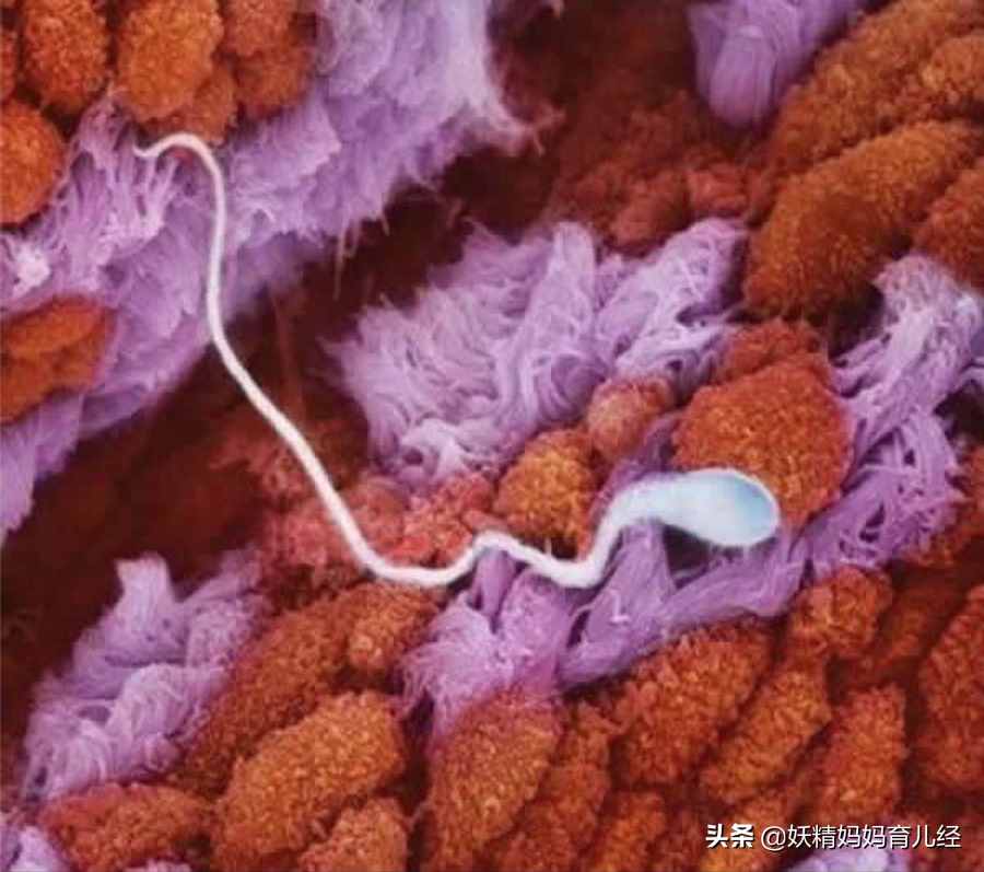 宝宝在妈妈肚子里是什么样？20张胎儿发育高清图，满足孕妈好奇心