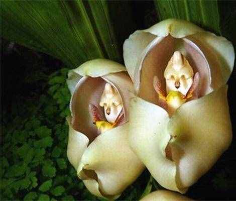 这五种奇特的花，长得这么奇怪它们自己知道吗？