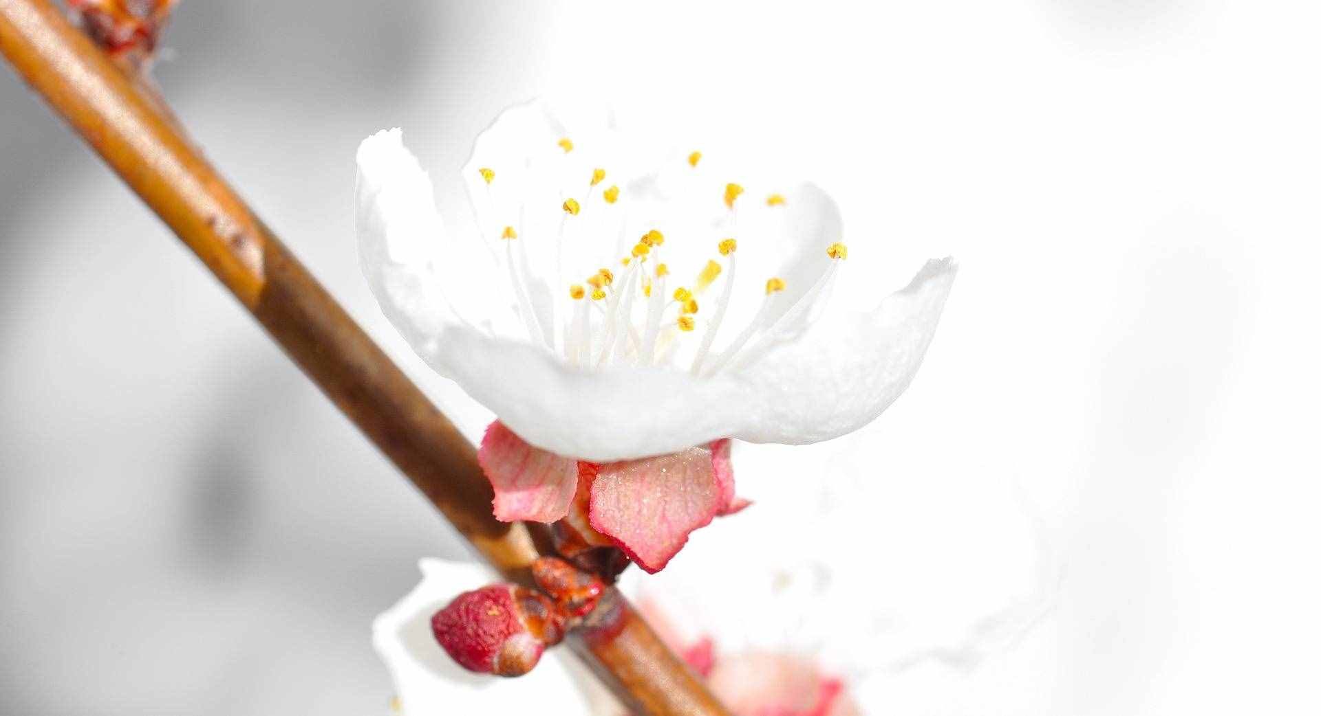十二个月令对应着十二种花神，你知道杏花是几月的花神吗？