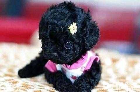 茶杯泰迪犬多少钱一只