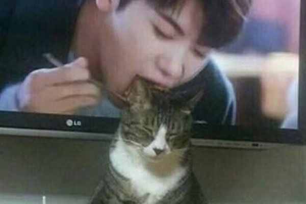 吸猫是什么意思 吸猫是什么梗