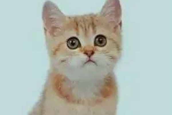 吸猫是什么意思 吸猫是什么梗