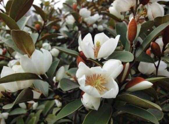 含笑花怎么养
