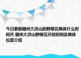 今日更新随州大洪山的野樱花具体什么时间开 随州大洪山野樱花开放时间及具体位置介绍