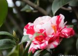 今日更新最美丽的花（世间最美的3种花）