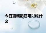 今日更新鹦鹉可以吃什么
