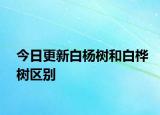 今日更新白杨树和白桦树区别