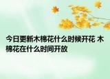 今日更新木棉花什么时候开花 木棉花在什么时间开放