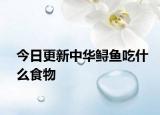 今日更新中华鲟鱼吃什么食物