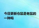 今日更新仓鼠是老鼠的一种吗