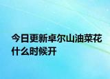 今日更新卓尔山油菜花什么时候开