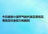今日更新小满节气的代表花鸢尾花  鸢尾花代表权力和胜利