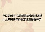 今日更新牛 马等哺乳动物可以通过什么来判断年龄看牙齿还是看鼻子