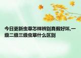 今日更新虫草怎样辨别真假好坏,一级二级三级虫草什么区别