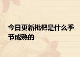 今日更新枇杷是什么季节成熟的