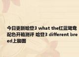 今日更新哈登3 what the红蓝鸳鸯配色开箱测评 哈登3 different breed上脚图