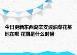 今日更新东西湖辛安渡油菜花基地在哪 花期是什么时候