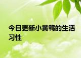 今日更新小黄鸭的生活习性