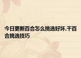 今日更新百合怎么挑选好坏,干百合挑选技巧