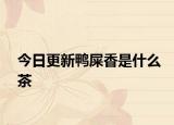 今日更新鸭屎香是什么茶