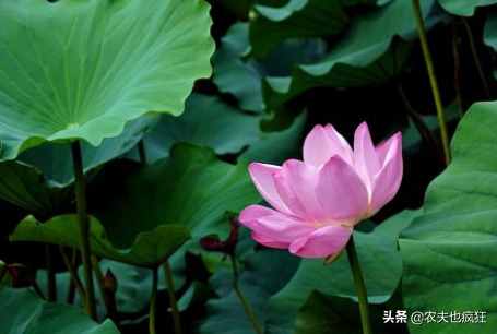 节到小暑进伏天，三伏天的日期是咋确定的？2020年啥时候最热？