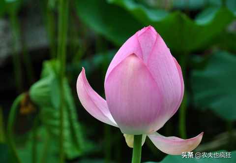 节到小暑进伏天，三伏天的日期是咋确定的？2020年啥时候最热？