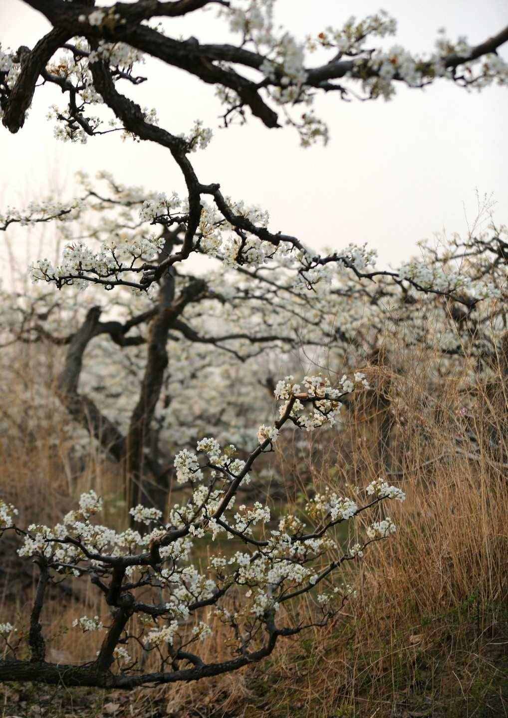 梨花嗅细雨，花雨两相依