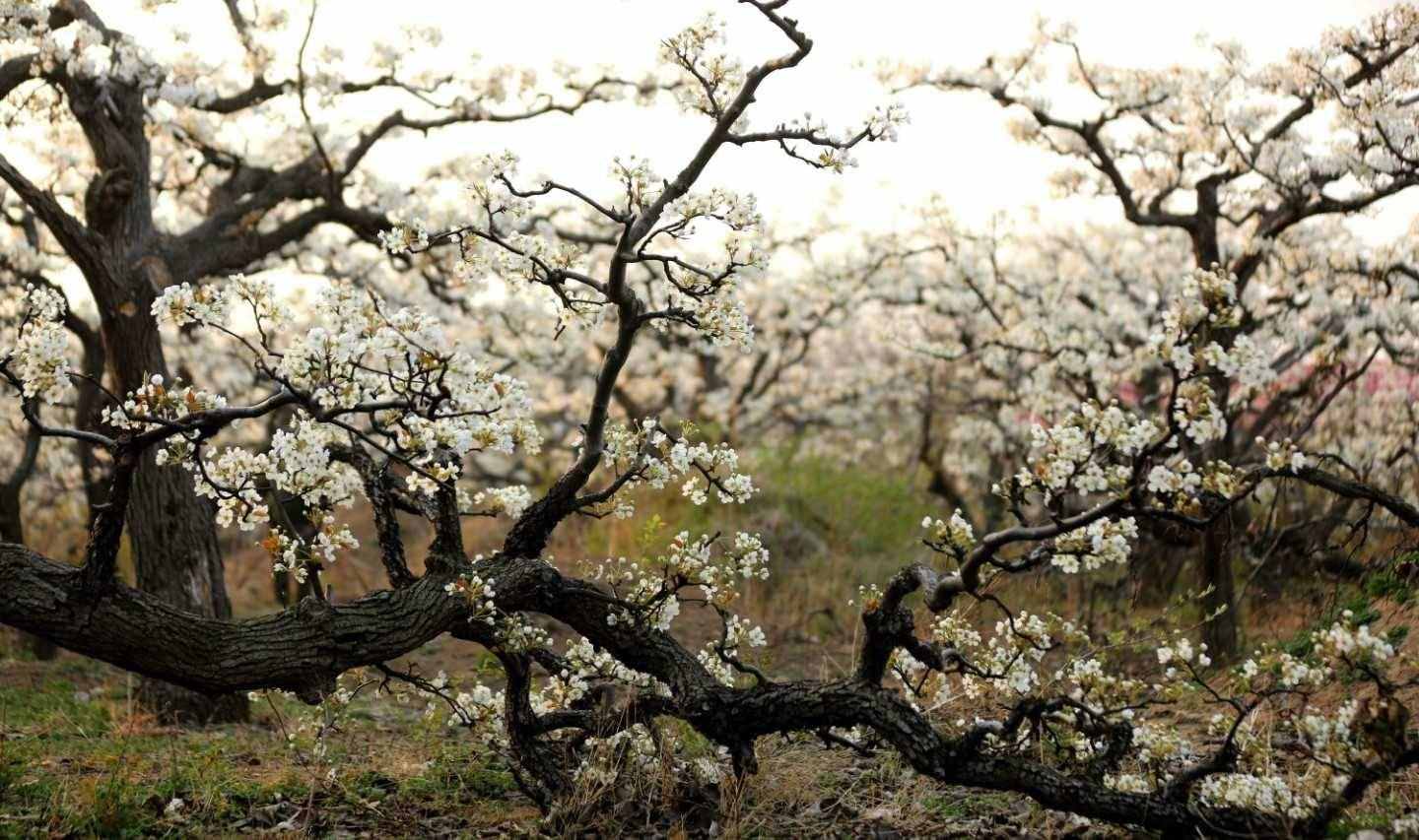 梨花嗅细雨，花雨两相依