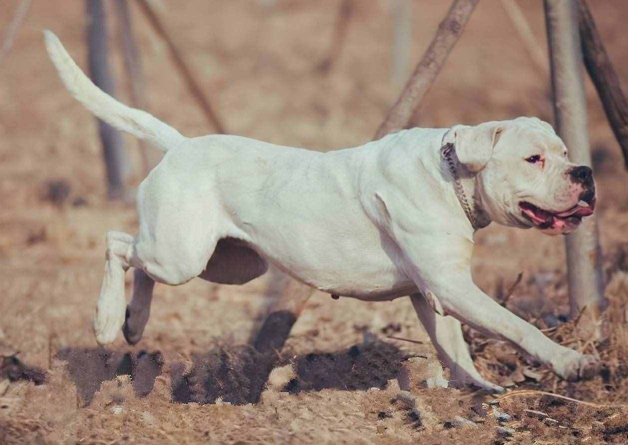 狗狗排行榜之最霸气的狗