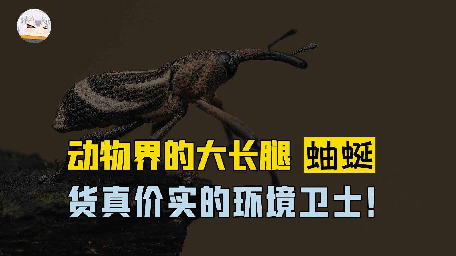 动物界大长腿蚰蜒，拥有三十条步足！是货真价实的环境卫士
