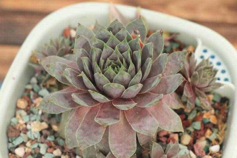 「红勋花」景天科长生草属多肉植物，中型品种普货长生草品种之一
