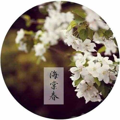 《海棠花未眠》静默治愈忧伤，岁月陪伴温情