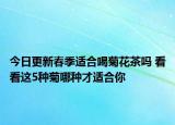 今日更新春季适合喝菊花茶吗 看看这5种菊哪种才适合你