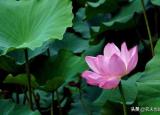今日更新伏天怎么算（节到小暑进伏天）