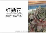 今日更新长生草属（景天科长生草属多肉植物）