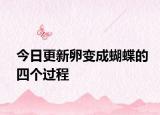 今日更新卵变成蝴蝶的四个过程