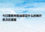 今日更新贵阳油菜花什么时候开 景点在哪里