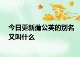 今日更新蒲公英的别名又叫什么