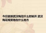 今日更新武汉梅花什么时候开 武汉梅花观赏地在什么地方