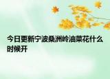 今日更新宁波桑洲岭油菜花什么时候开