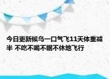 今日更新候鸟一口气飞11天体重减半 不吃不喝不眠不休地飞行